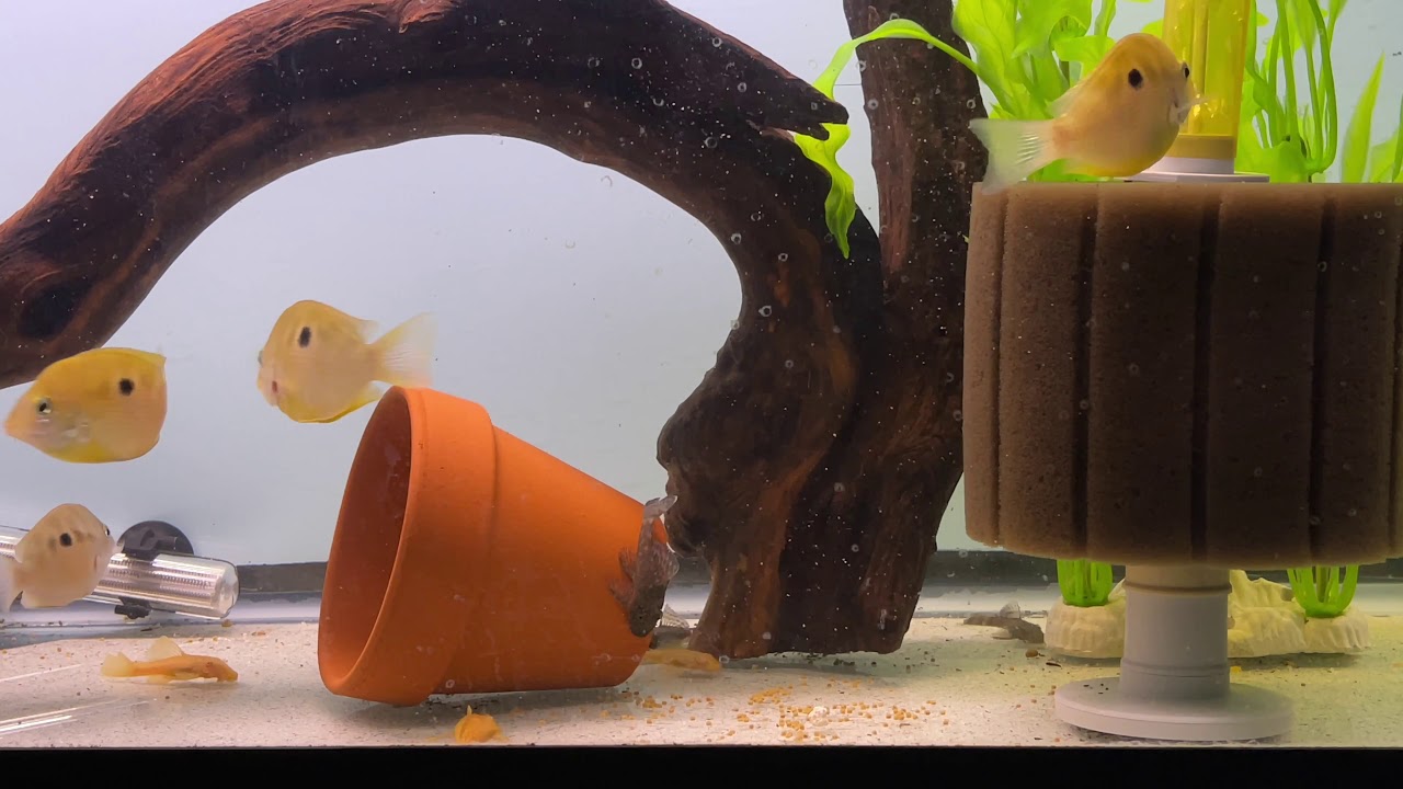 Wild-caught Orange Chromides (Pseudetroplus maculatus)