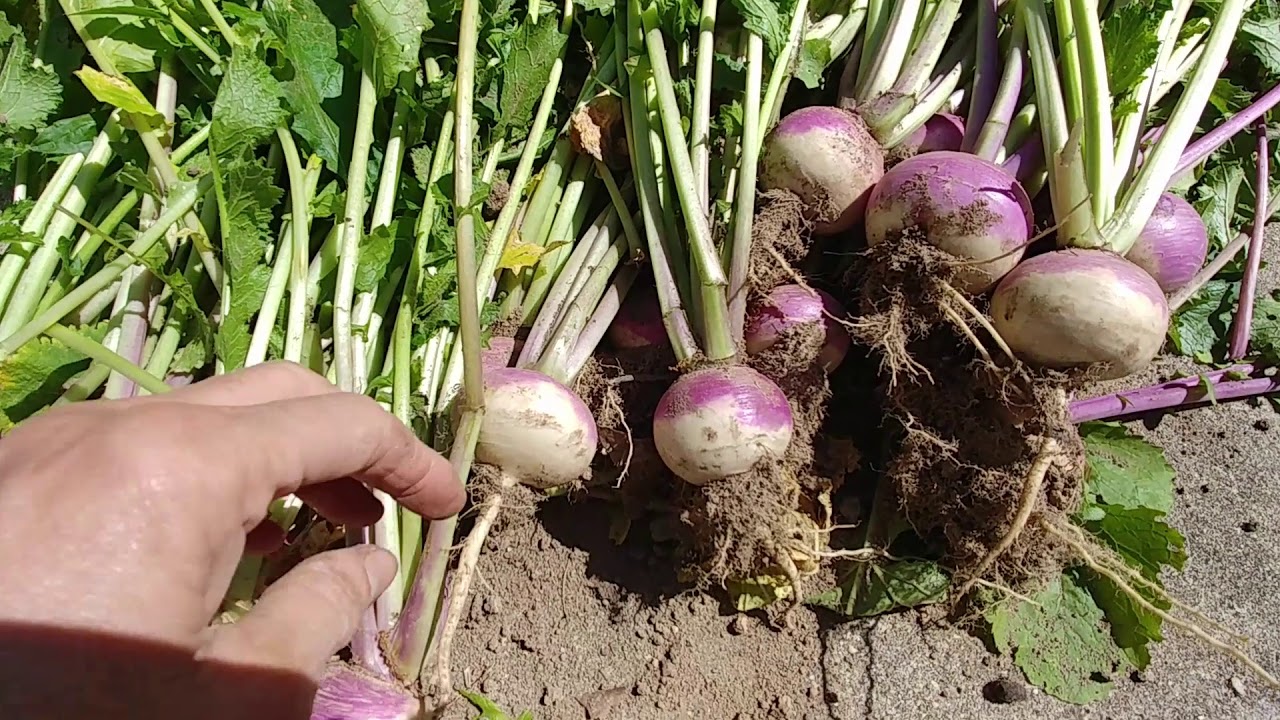 Turnip Roots Canning