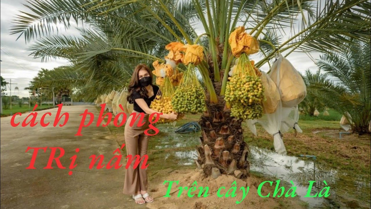 cách phòng và trị bệnh cho cây chà là vào giữa mùa mưa #0915061058 #0358392227