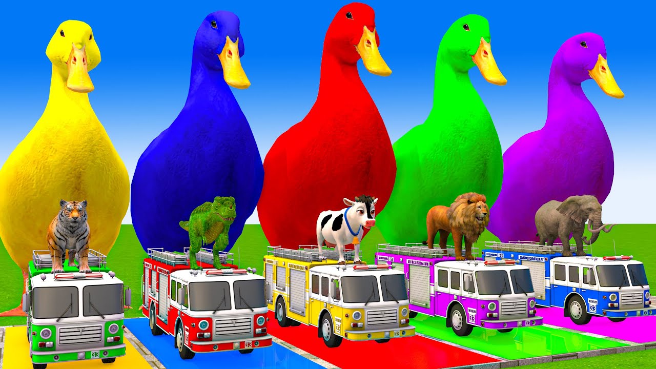 5 Giant Duck Cartoon,Cow,Elephant,Tiger,Lion,Gorilla, Paint Wild Animals Crossing Fountain Animation