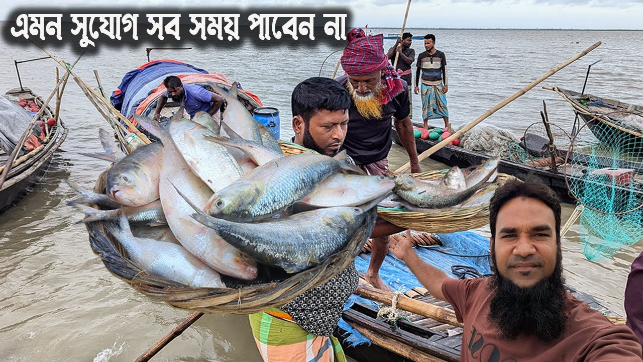 এমন সুযোগ কিন্তু সব সময় পাবেন না! সস্তায় পদ্মার ইলিশ মাছ কিনতে দ্রুত আসুন | today hilsa fishmarket