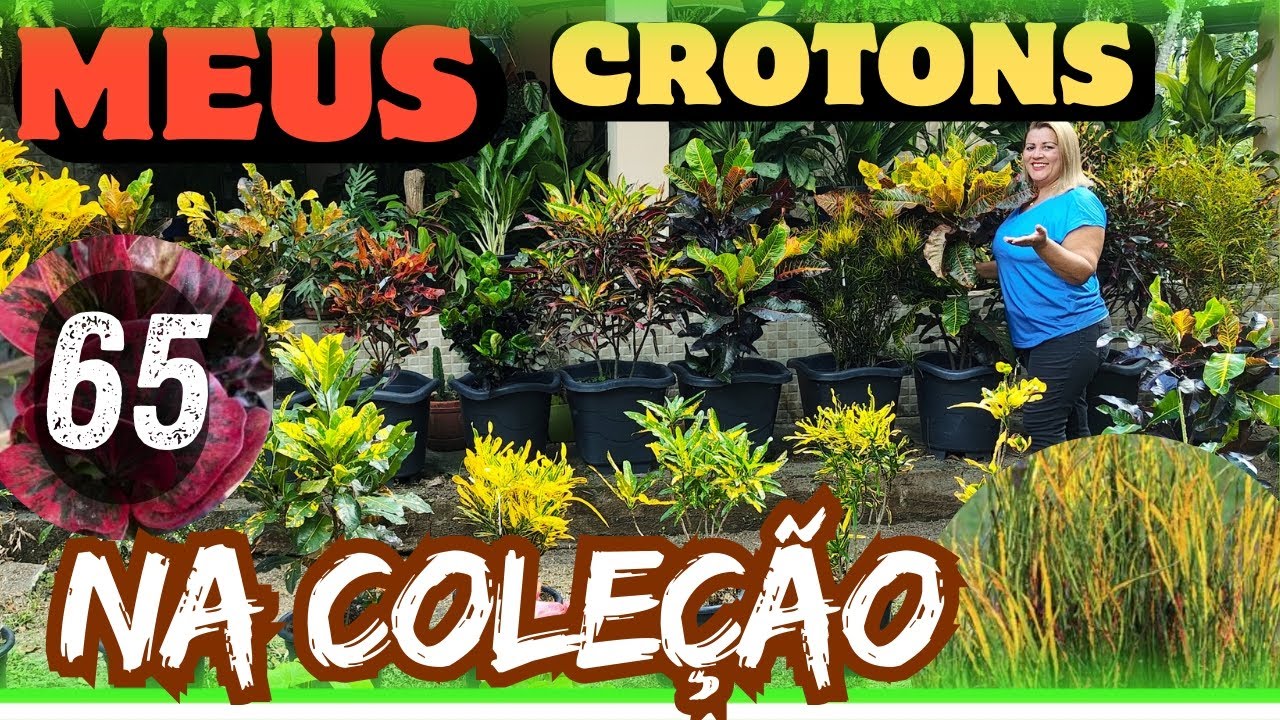 Coleção de Croton mostrei os 65 que tenho com identificação dica de substrato e controle de pragas