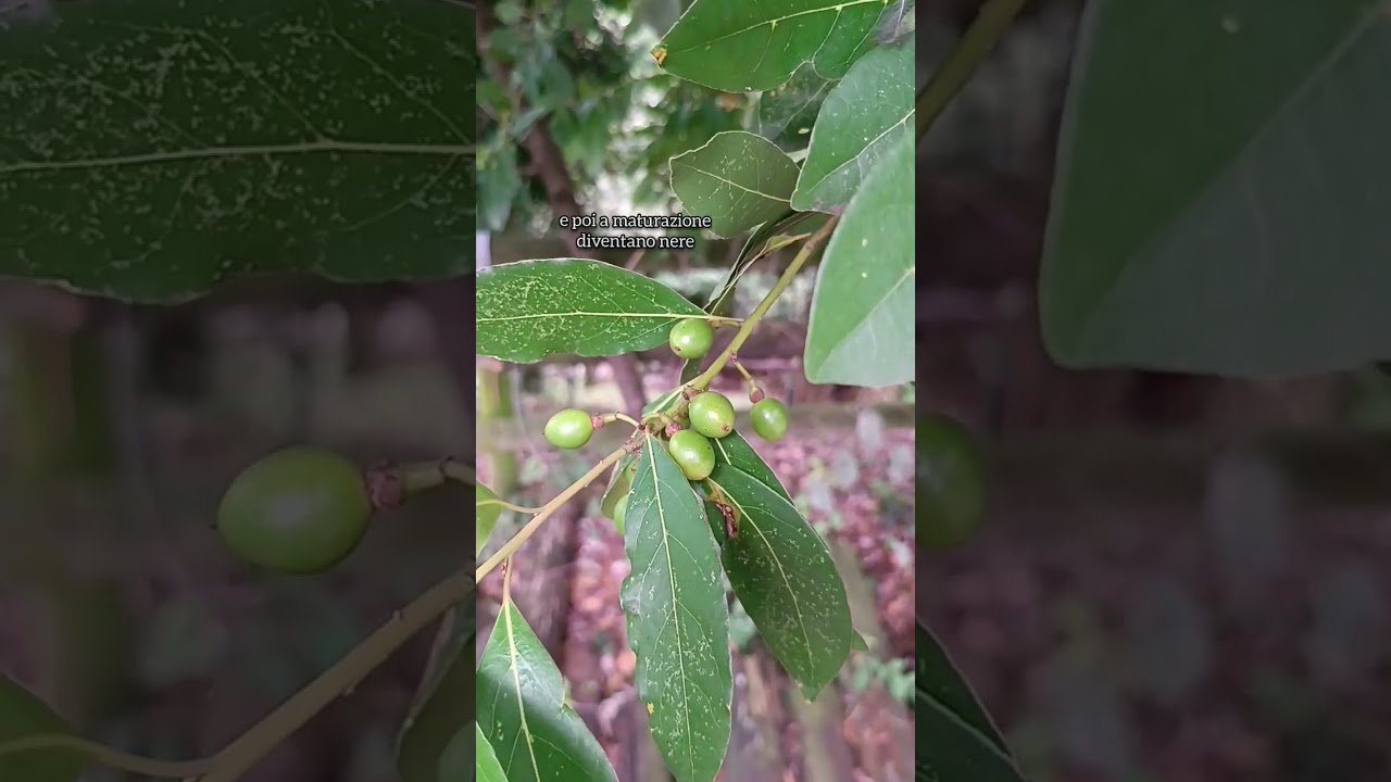 #alloro #laurel #laurea #laurusnobilis #cherrylaurel #prunuslaurocerasus #Lauro #science #foraging