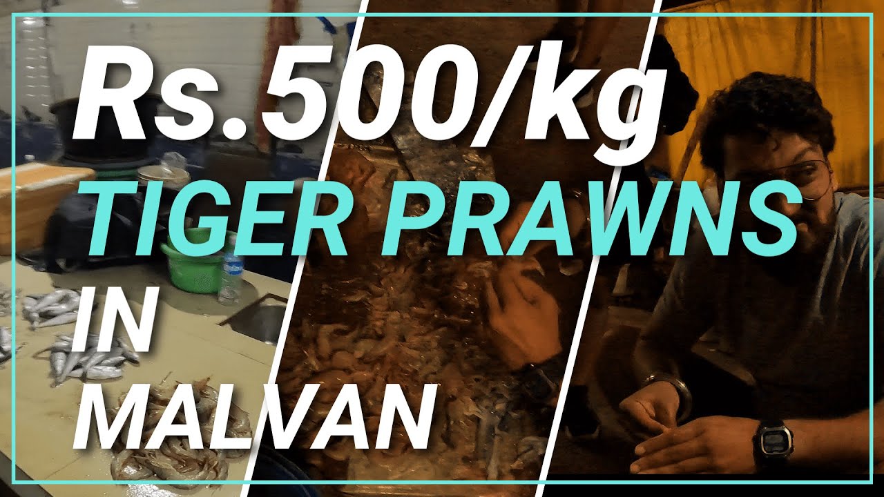 Malvan Fish Market | Malvan Fish Market Tour | Tiger Prawns in Rs.500/kg