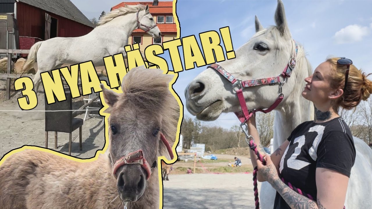 NYA HÄSTAR!? || Löshoppar allihop || Stallvlogg
