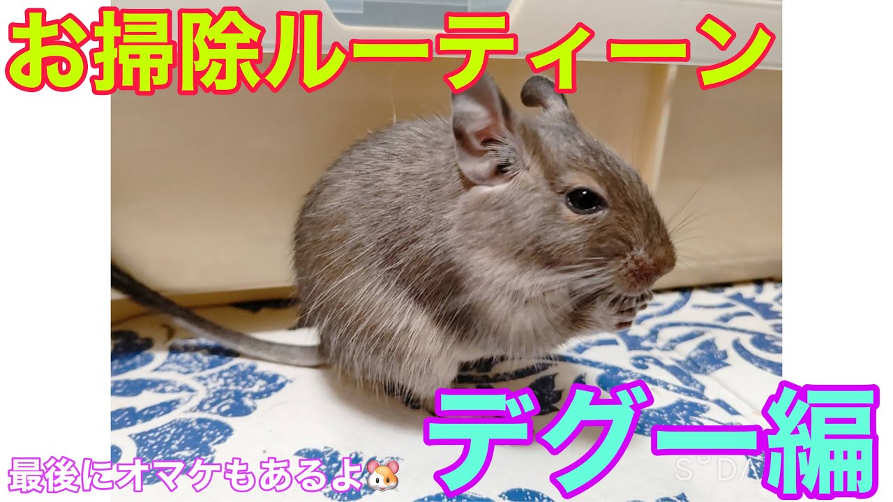 【デグー】げっしーランドのお掃除ルーティーン🐭デグー編🐭