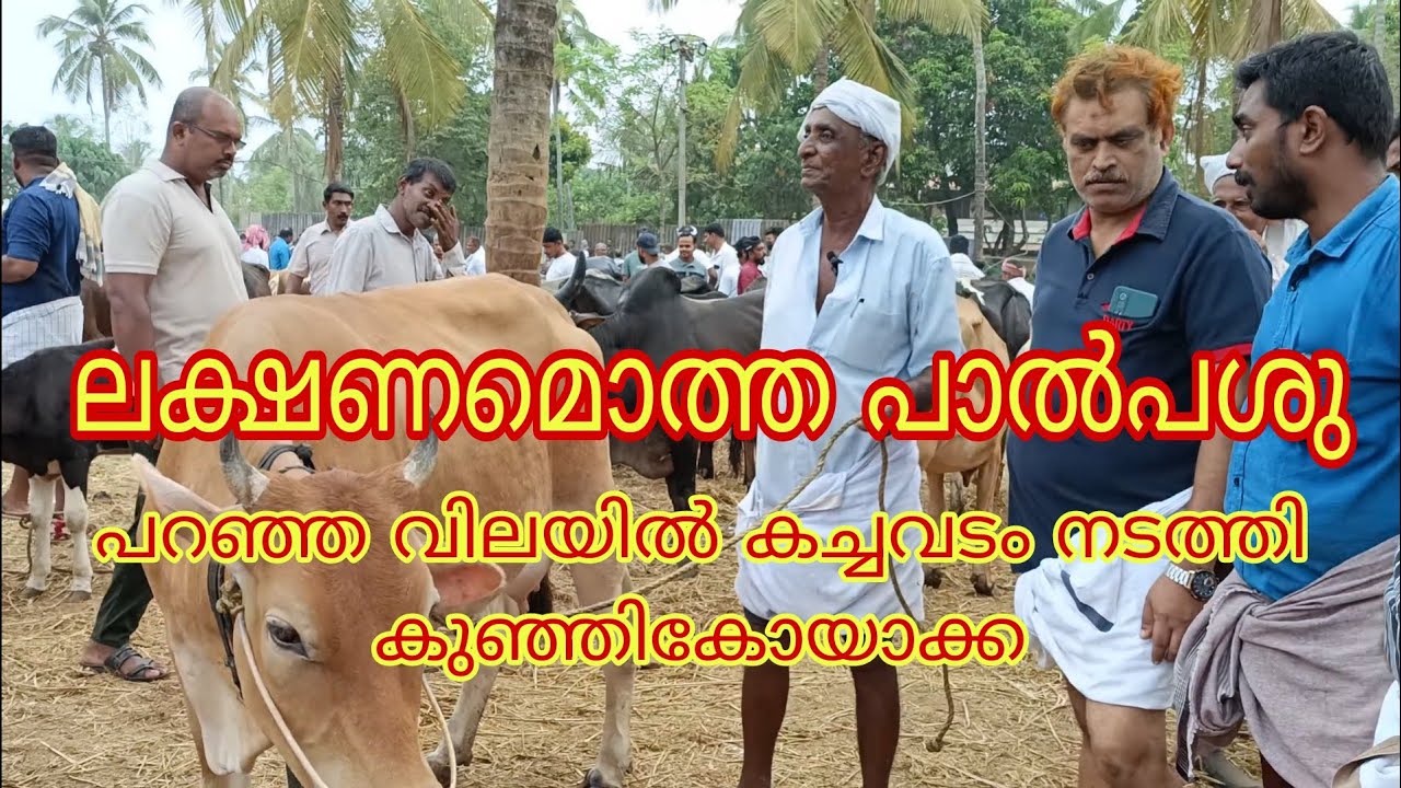 ലക്ഷണമൊത്ത പാൽപശു 👌വില്പന നടത്തി കുഞ്ഞികോയാക 👌@ചട്ടിപ്പറമ്പ് ചന്ത