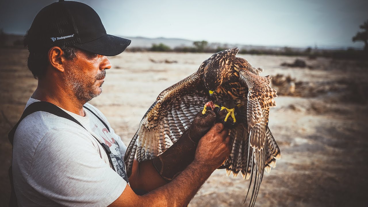Cetreria en el Fundo Cuatro Vientos / Harris a Se&ntilde;uelo Mecanico - CETRERIA PERU// FALCONRY IN 4K