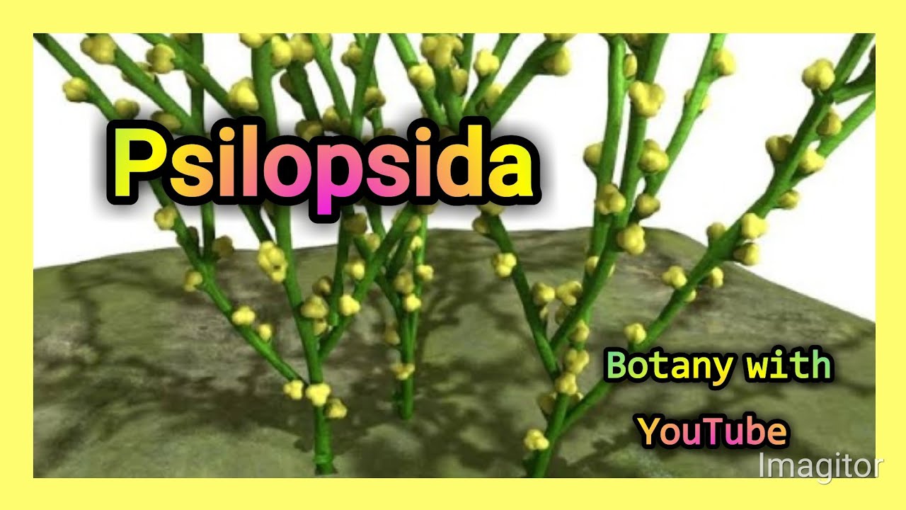 Psilopsida | Psilophyta | Psilophytes | Characteristics of Psilopsida | #botanywithyoutube