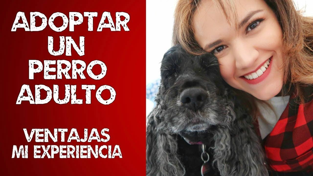 Adoptar un perro adulto/ VENTAJAS/Mi experiencia :)
