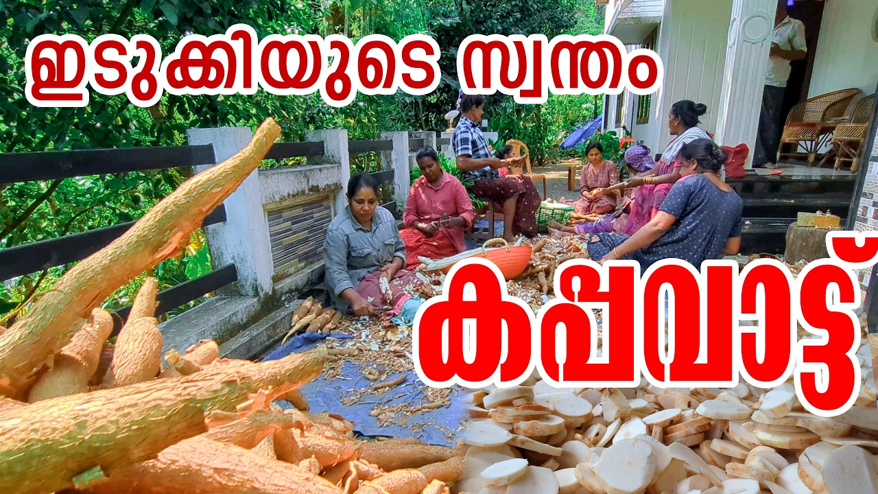 ഇടുക്കിയിലെ സ്പെഷ്യൽ ഉണക്കക്കപ്പ തയ്യാറാക്കാം | കപ്പ വാട്ടുന്നത് എങ്ങനെ? | Idukki Unakkakappa making