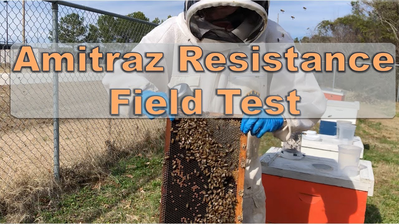 Update 11: Amitraz Resistance Field Test