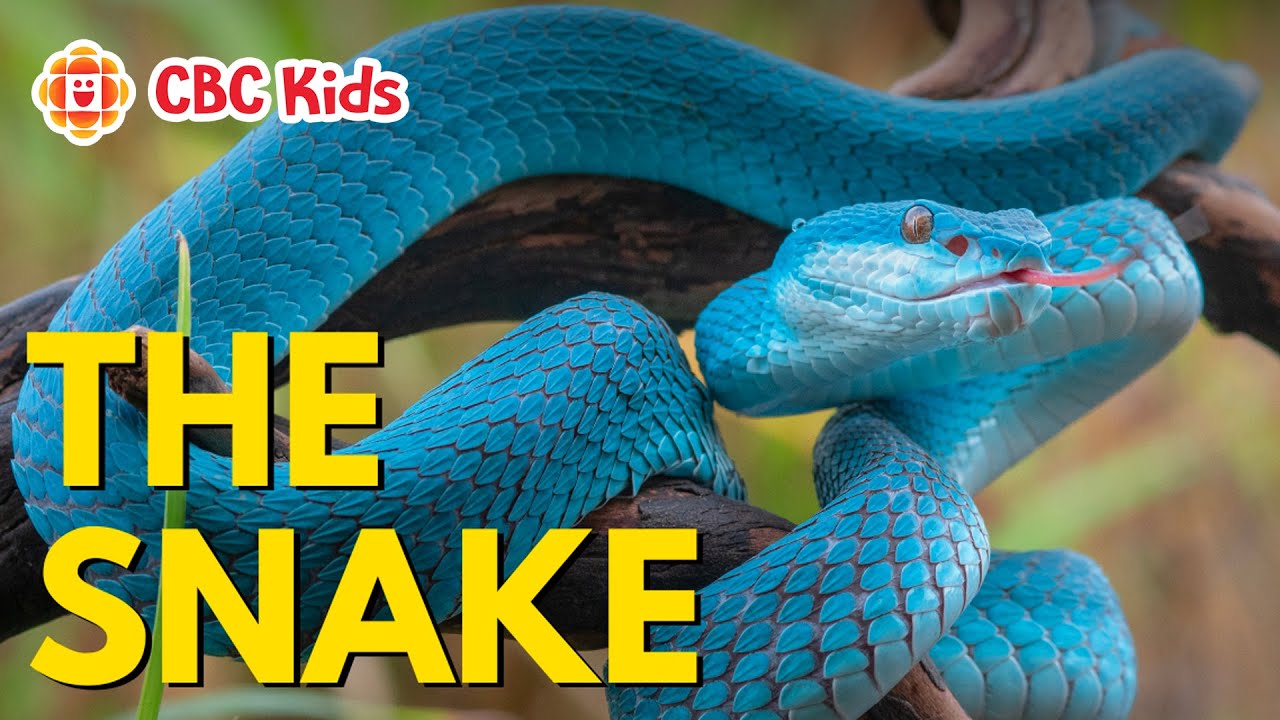 All About Snakes for Kids 🐍 | CBC Kids