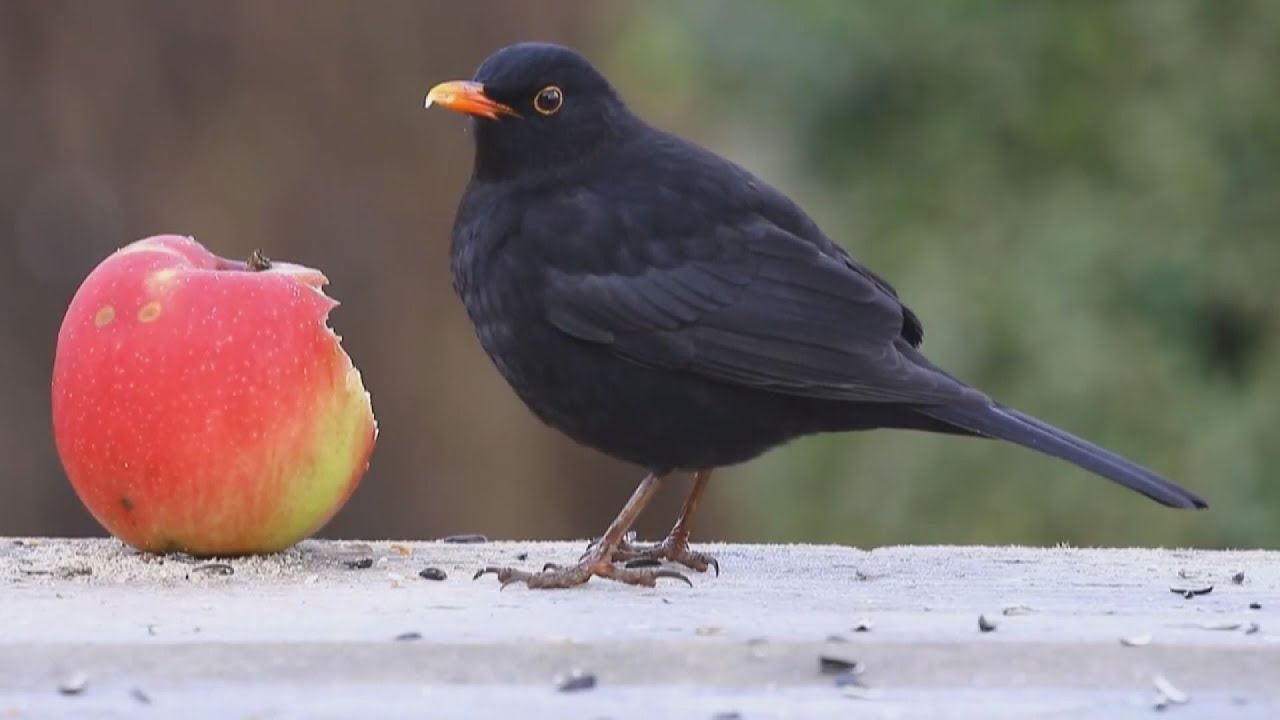 Zöldközelben: Madáretetés a téli időszakban (2019.01.21.)