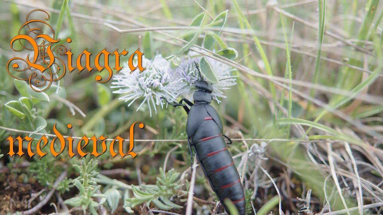 La aceitera (Berberomeloe majalis), un insecto tan MORTAL como INOFENSIVO