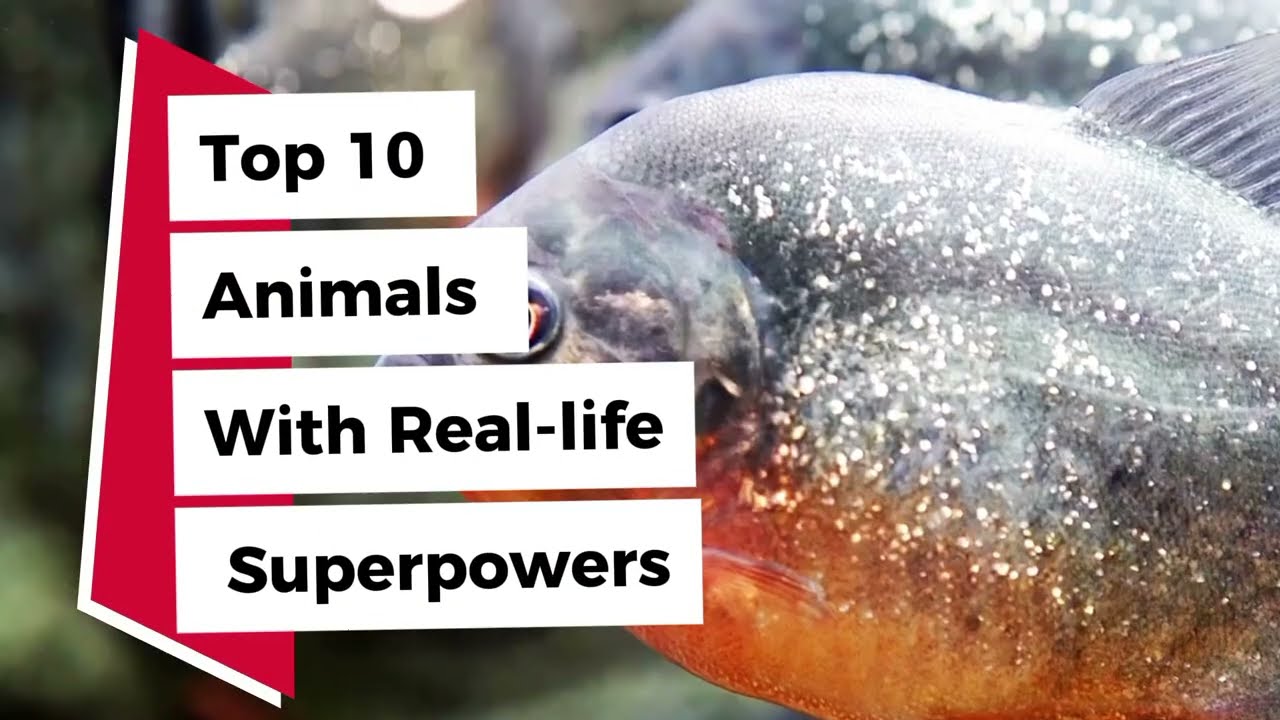 Top 10 Animals With Real life Superpowers