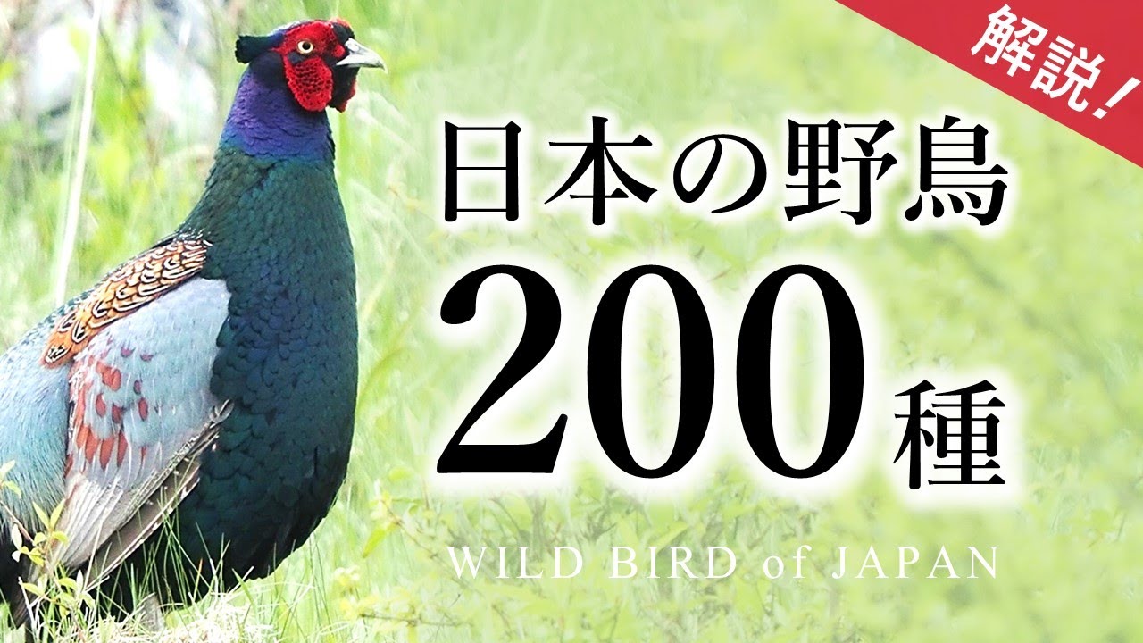 【保存版】日本の野鳥200種（解説・鳴き声）