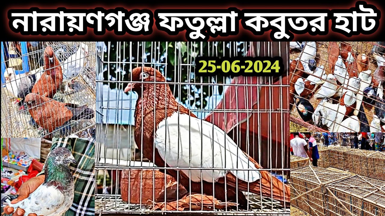 25-06-2024 নারায়ণগঞ্জ ফতুল্লা কবুতর হাট কম দামে কবুতর কিনুন। ফতুল্লা কবুতর হাট। কবুতর হাট। Pigeons