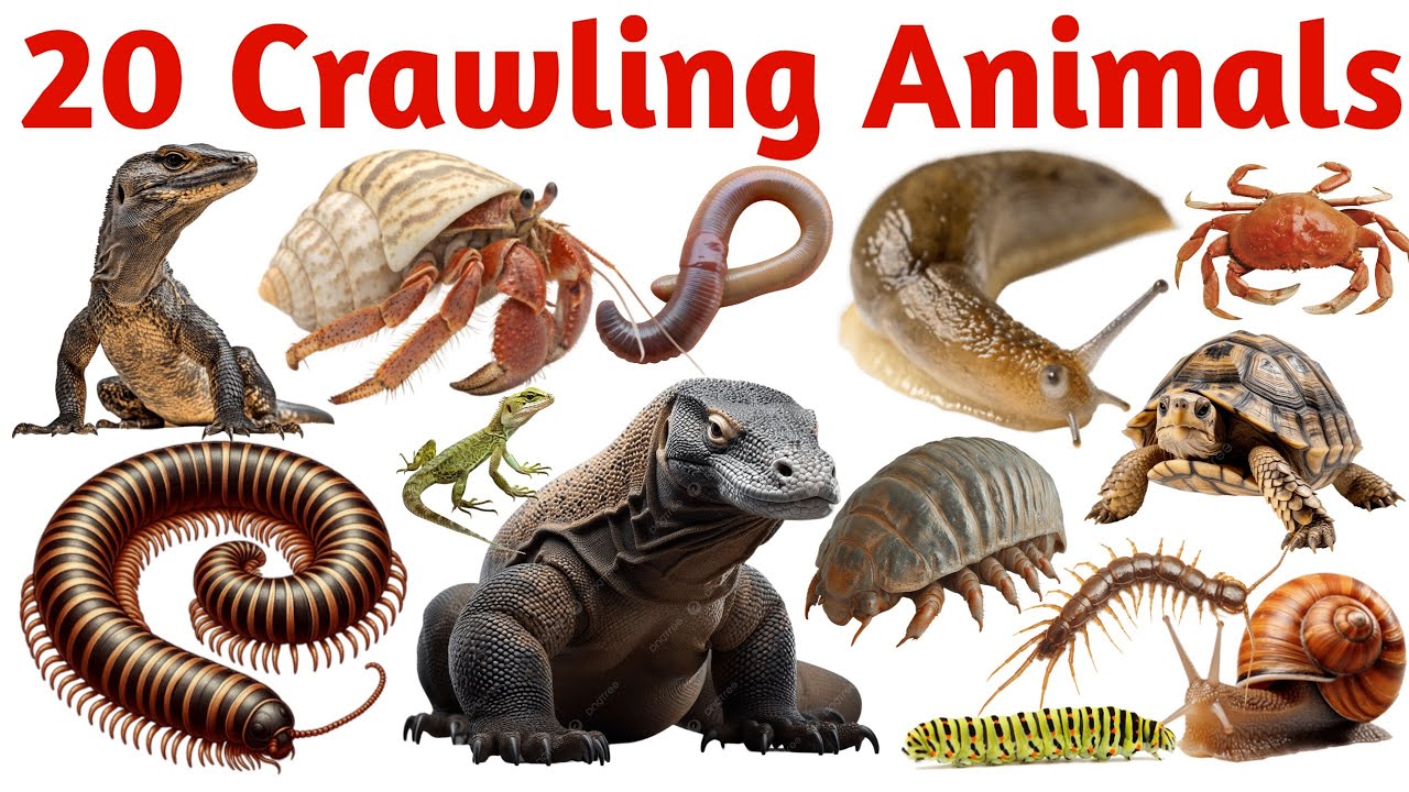 रेंगने वाले जानवरों के नाम सीखें | Learn 20 Crawling Animals Names with Pictures and Sounds for Kids