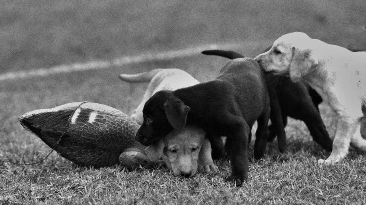 Duck Dog : Contender Puppies