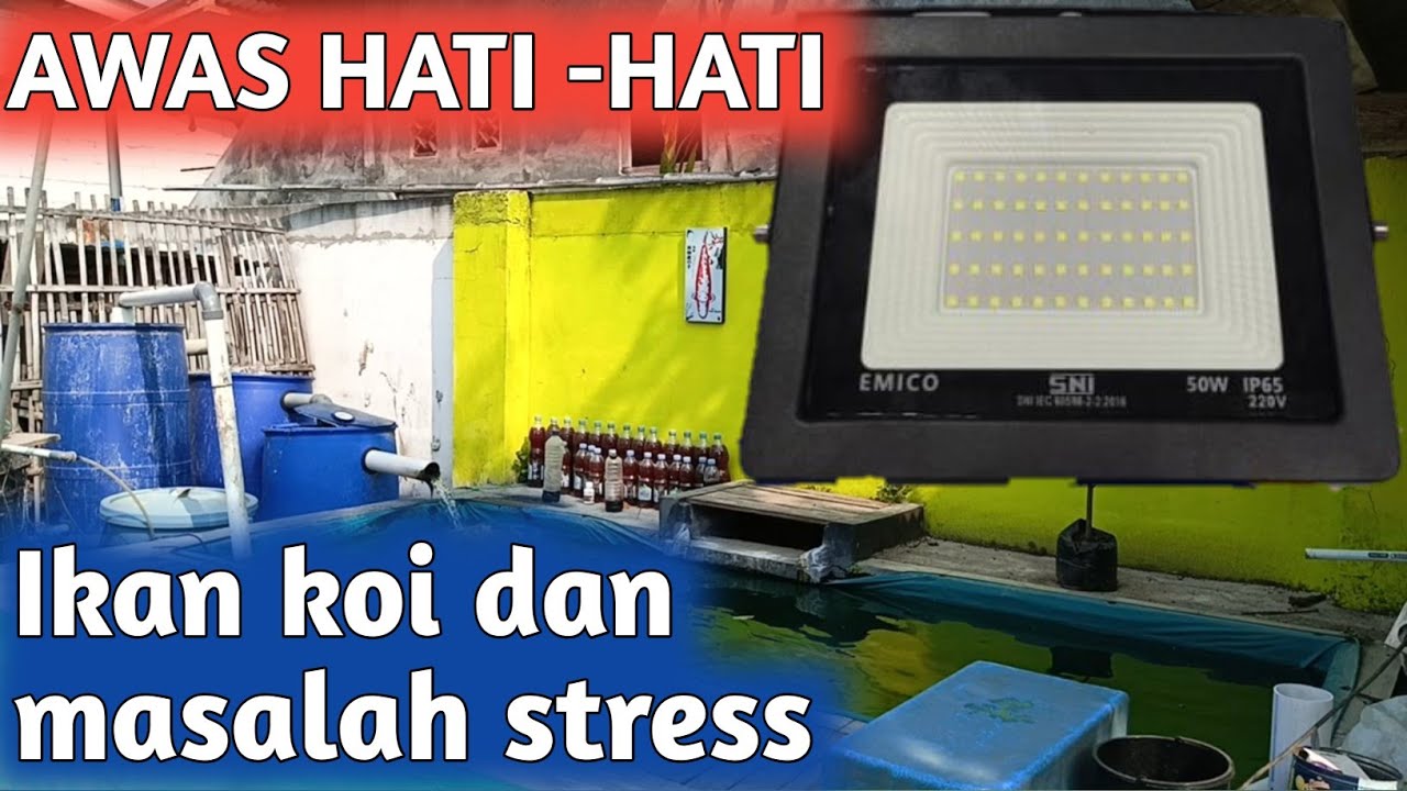 Awas hati hati!!! Solusi Cepat Ikan Koi Stres