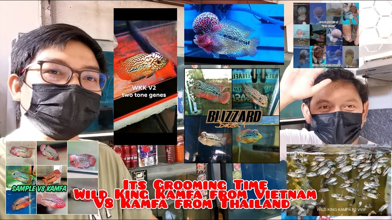 Flowerhorn Grooming time! Wild King Kamfa fry from Vietnam and V8 Kamfa fry from Thailand *reupload*
