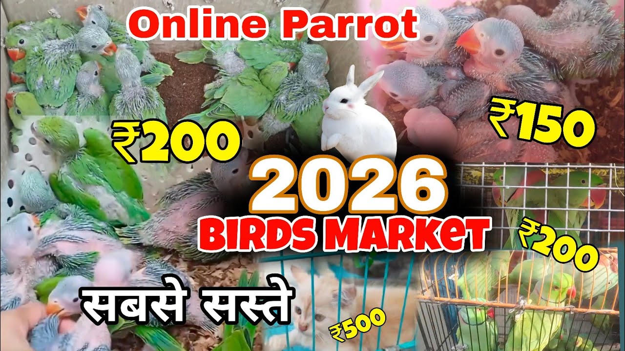 Baby Parrot Market 2026 || तोते के बच्चे मार्केट में कब मिलता हैं | New Video Birds Market 2026