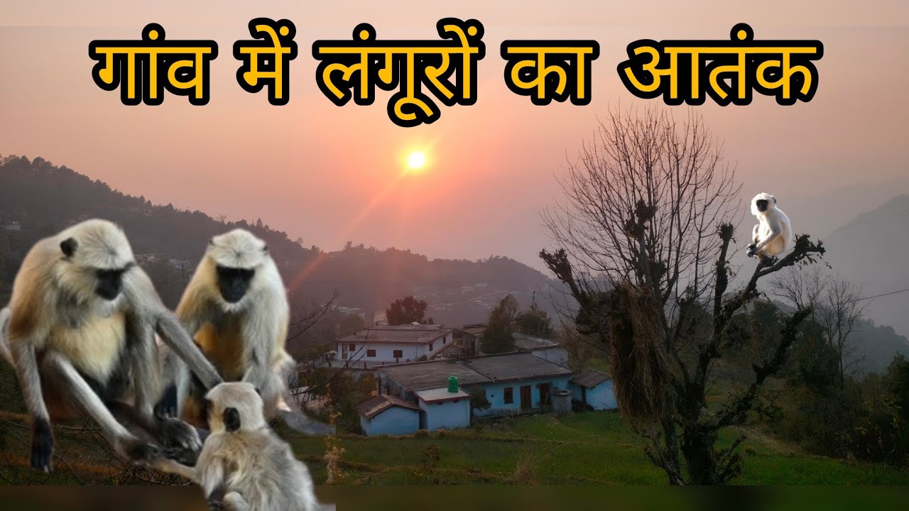 पहाड़ी लाईफ स्टाइल #newvlog