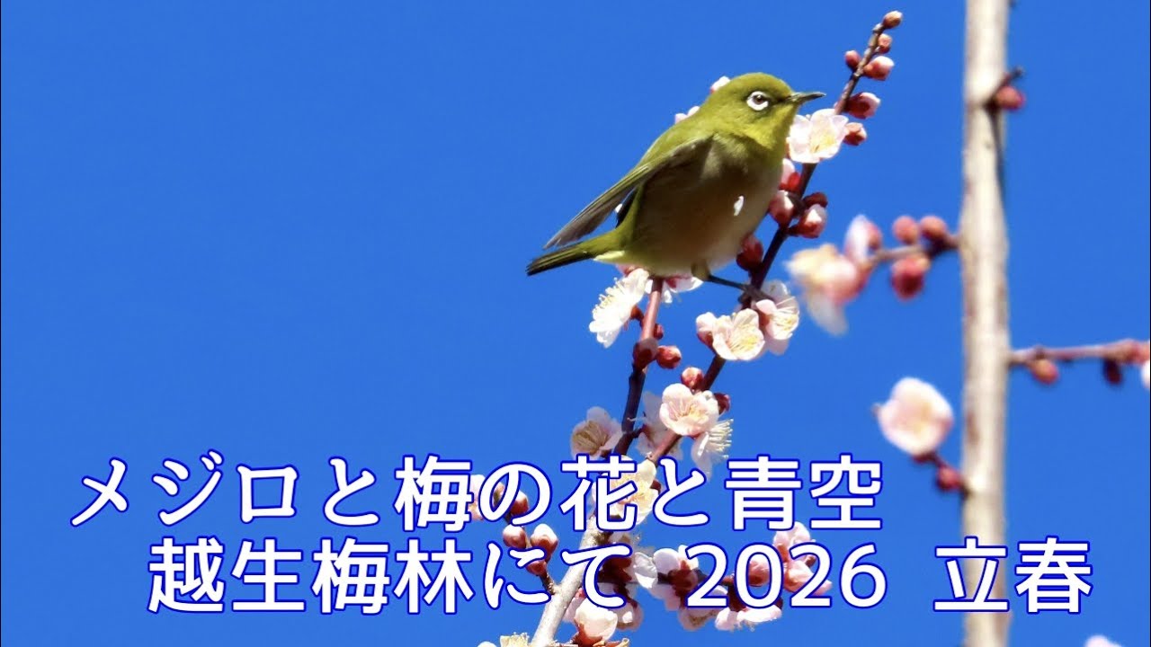 メジロと梅の花と青空と。2026.2.4 立春、越生梅林にて