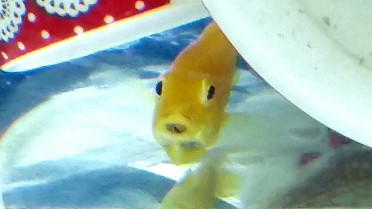 How to tell if electric yellow cichlid holding eggs - breeding mbuna yellow lab cichlids