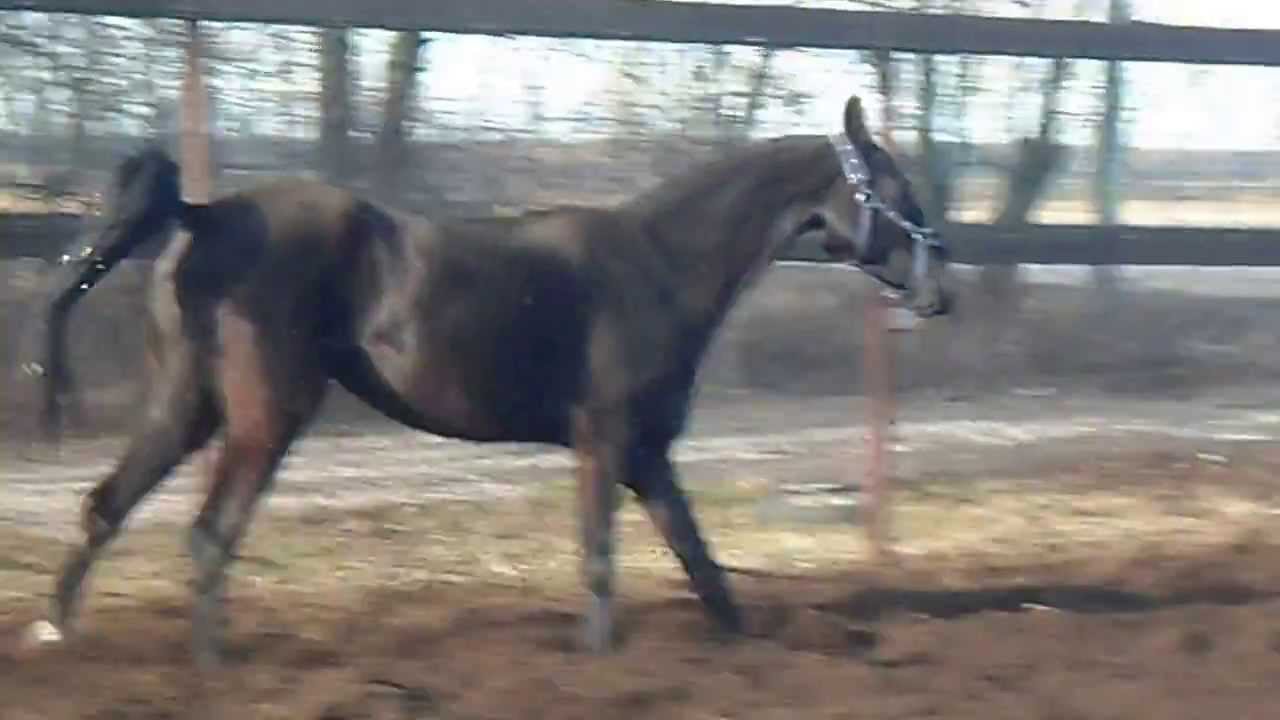 AHAL-TEKE, DARGIN`/SALE
