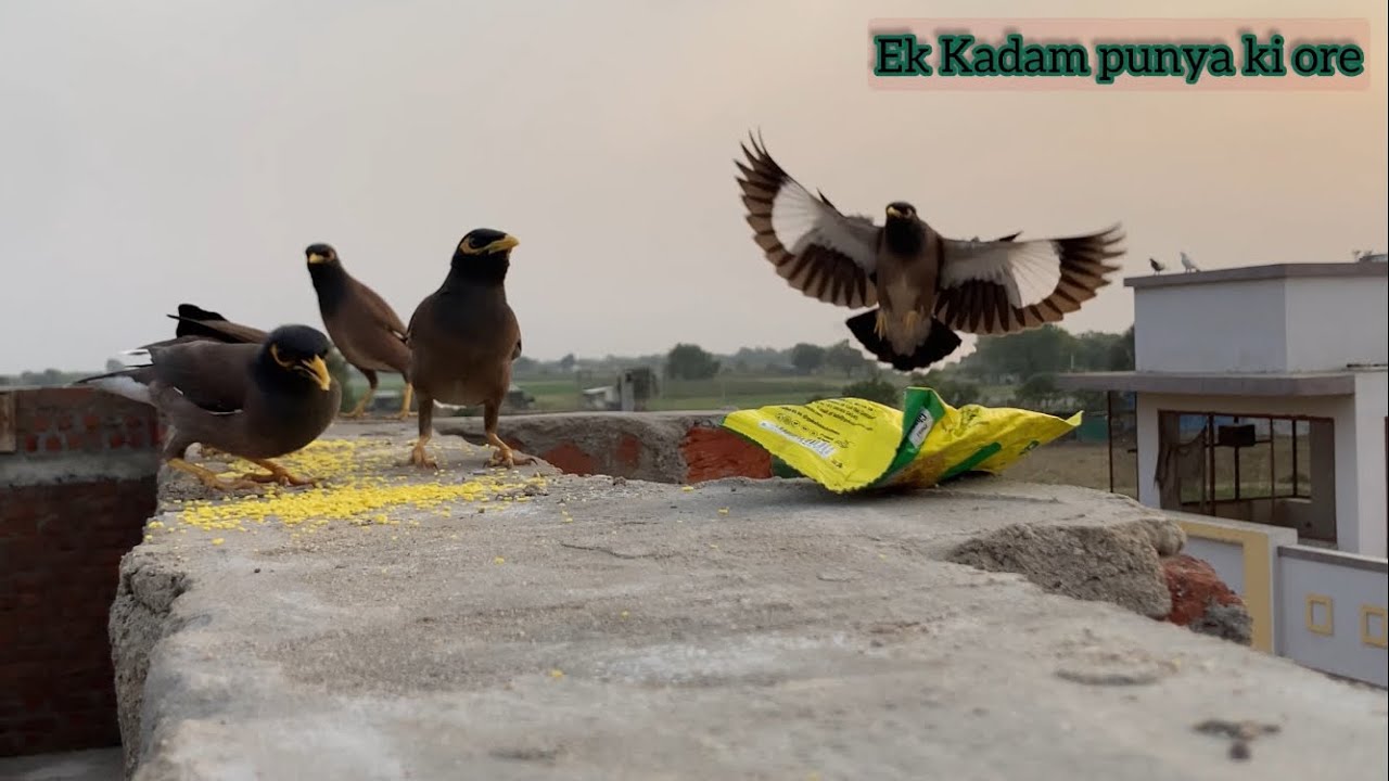 Hungry Birds Came for Sev | panchi aaye sav khane | ek kadam punya ki ore