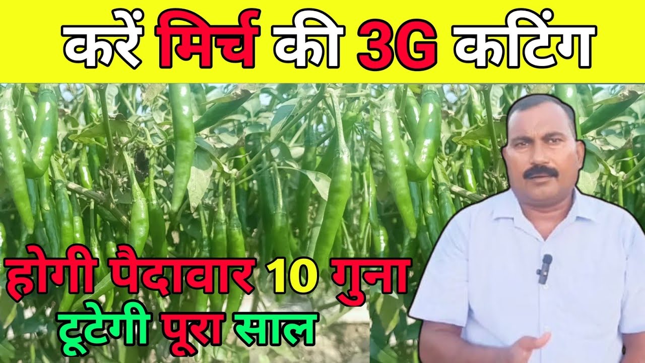 मिर्च की 3G कटिंग से बंपर उत्पादन | ₹100/kg रेट वाली खेती का पूरा राज 🌶️💰 | Agro Farming 