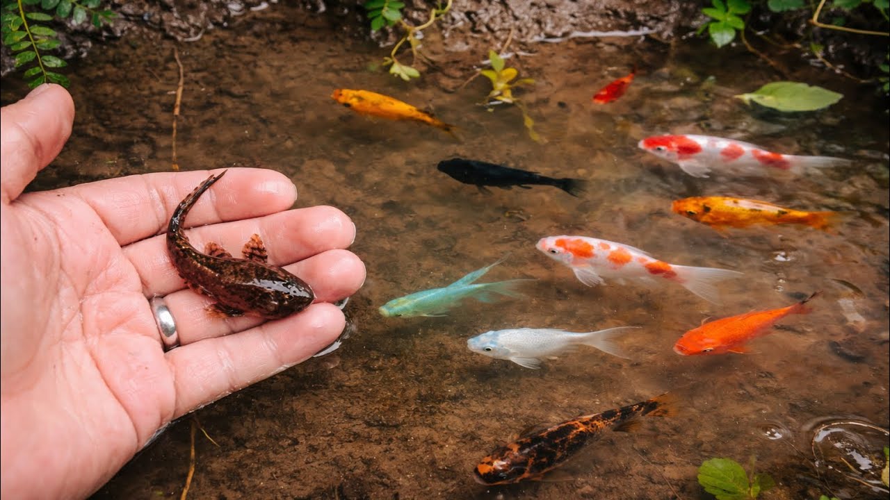 Serok Ikan Hiu Kecil, Ikan Cupang, Ikan Sapu-sapu, Ikan Lele Bule, Ikan Reptin dan Ikan Koi😱