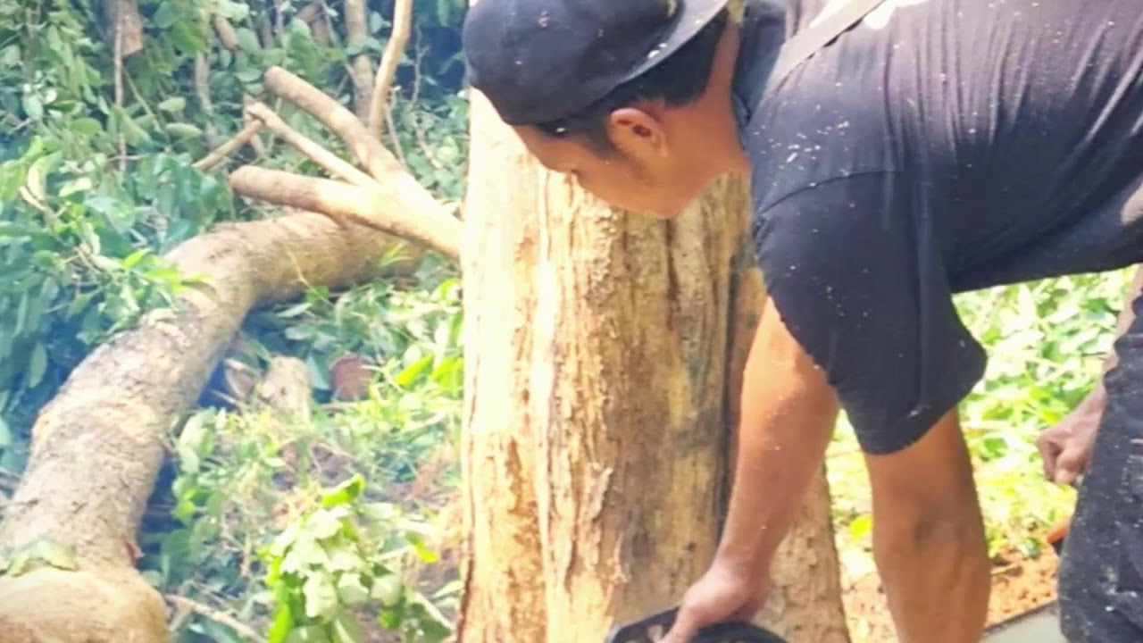 Old Tree Care Technique Farmers Trust #RuralAgriculture #TraditionalFarming