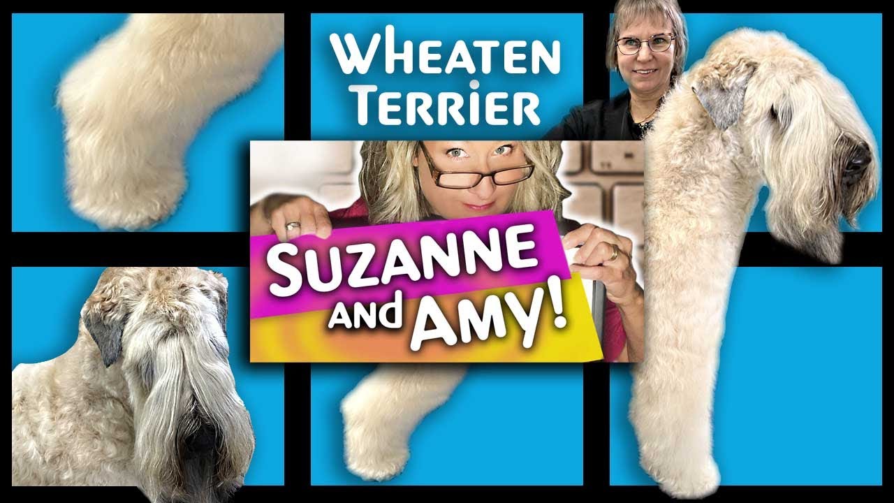 SOFT COATED WHEATEN TERRIER Grooming LESSON and INSTRUCTIONS