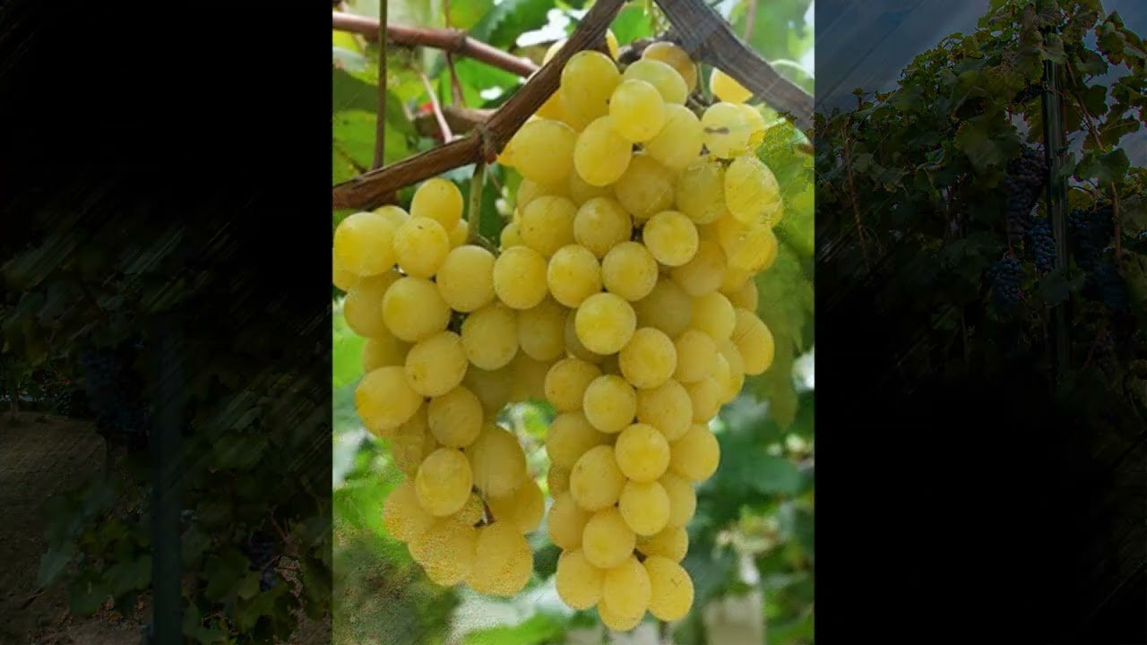 Pjesma - Volim Zetu i Zećane