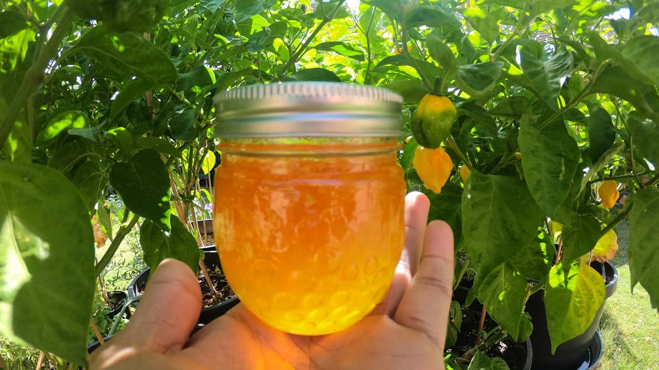 Making spicy hot pepper jelly/jam