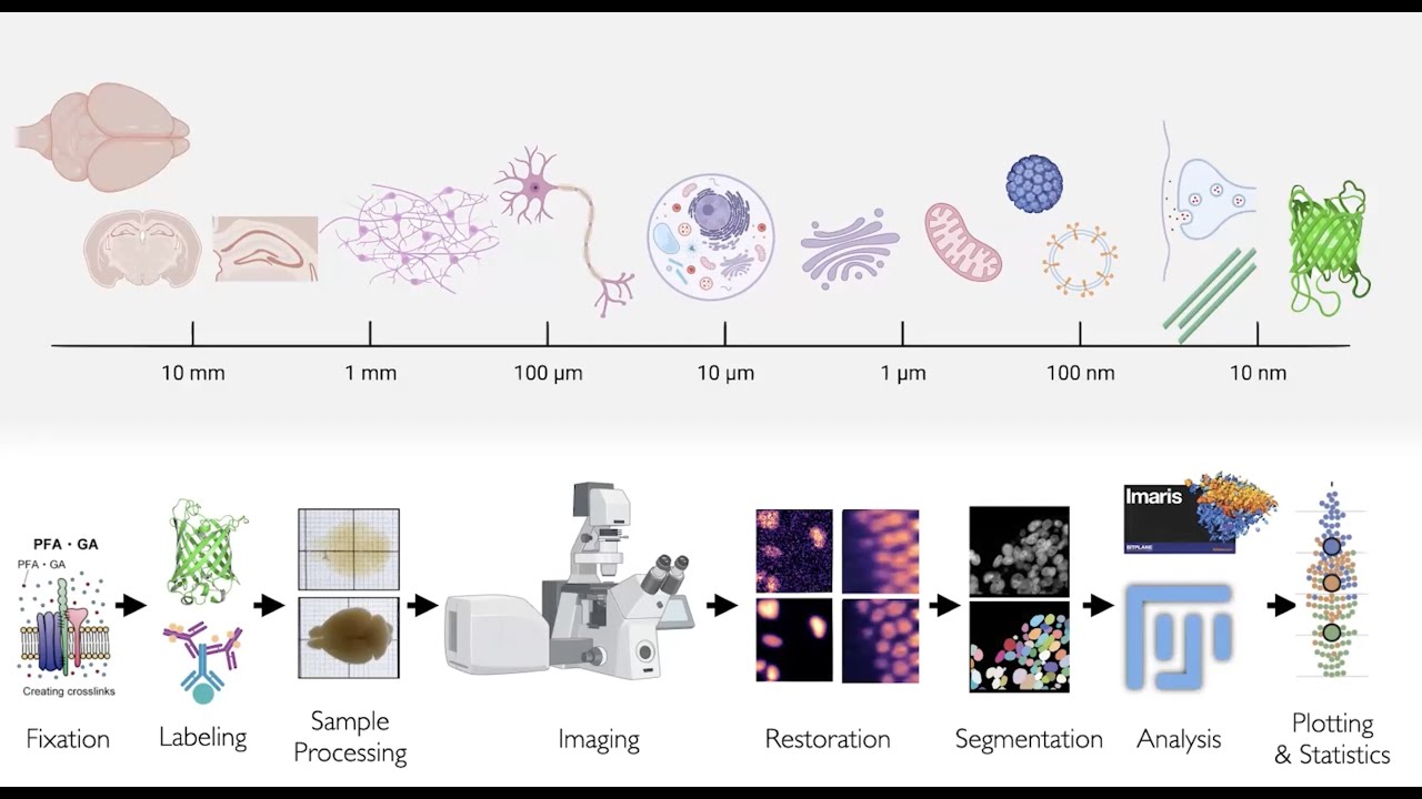 Introduction to Biomedical Imaging 2024