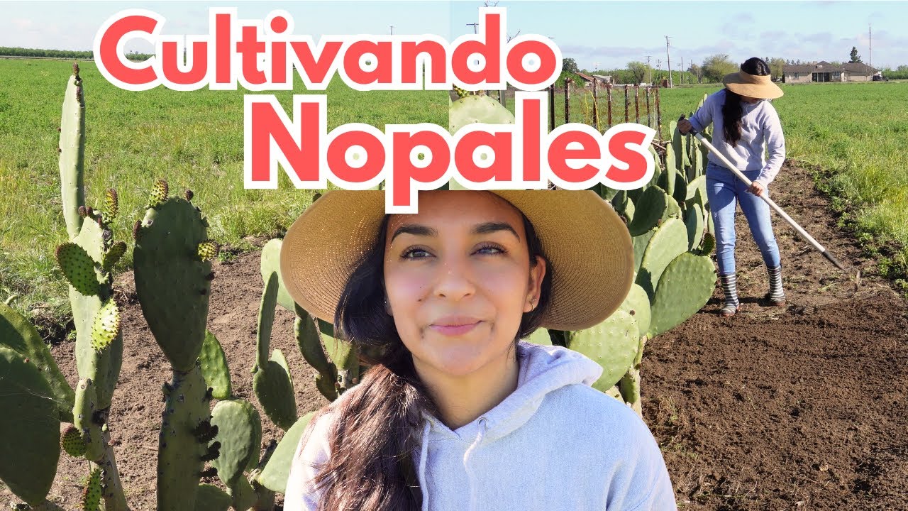 Cultivo de NOPALES | Como hacer que produzcan MAS