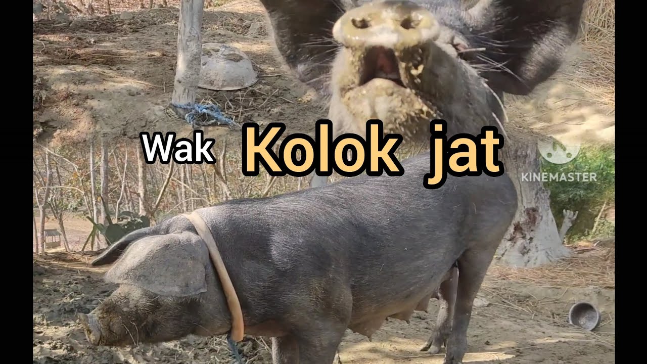 Wak kolok  ma naimani 
