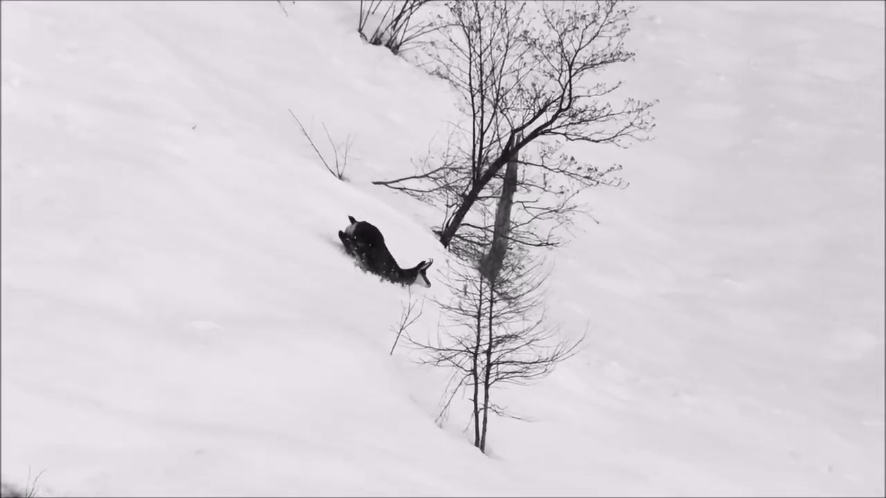 Déplacements Hivernal