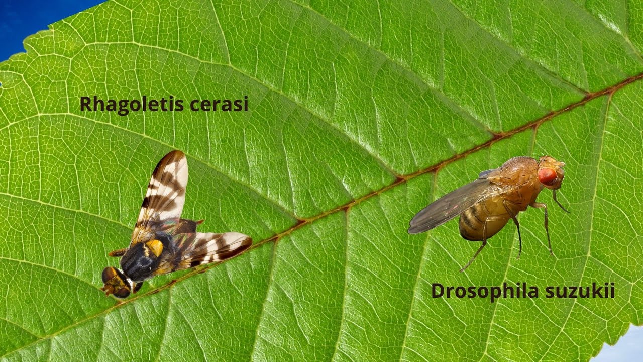 Connaître et combattre les mouches de la Cerise