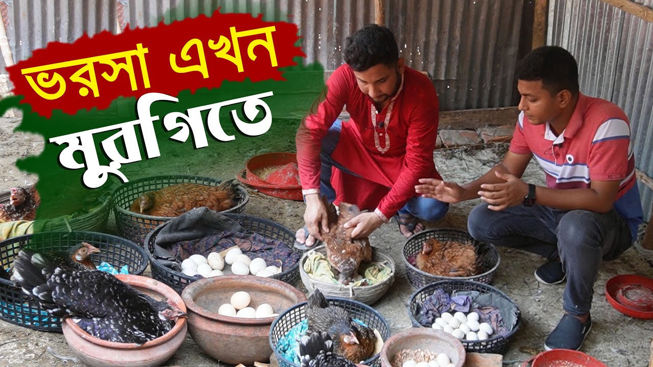 মুরগিতে সু-দিন ফিরছে ফয়সালের - দেশি মুরগি পালন পদ্ধতি | Murgi khamar || কৃষি ঘর