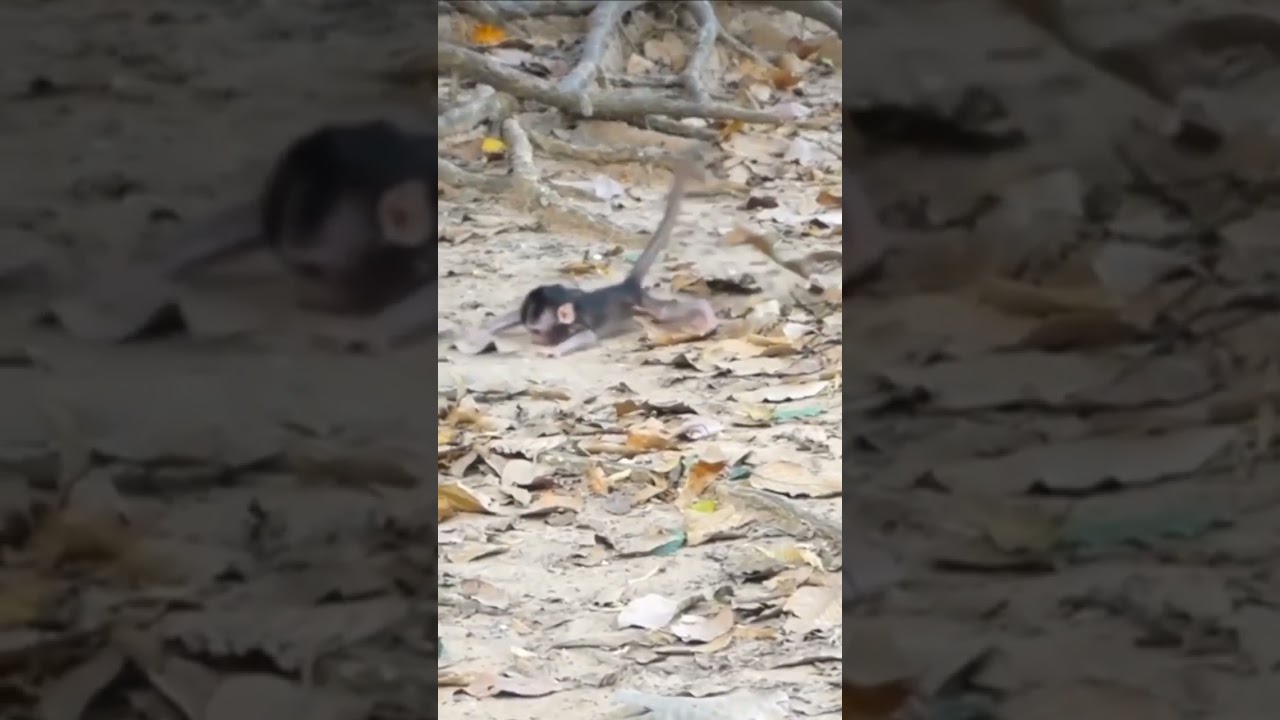Baby monkey fall down with from tree