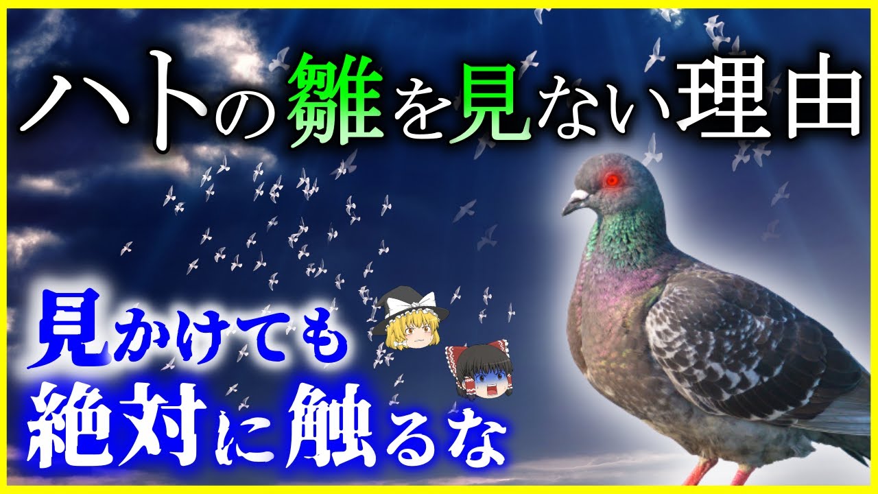 【ゆっくり解説】鳩の子供は何故見かけない？「ハト」の生態の謎を解説/歩きながら首を振る理由は？平和の象徴＝誰が広めた？