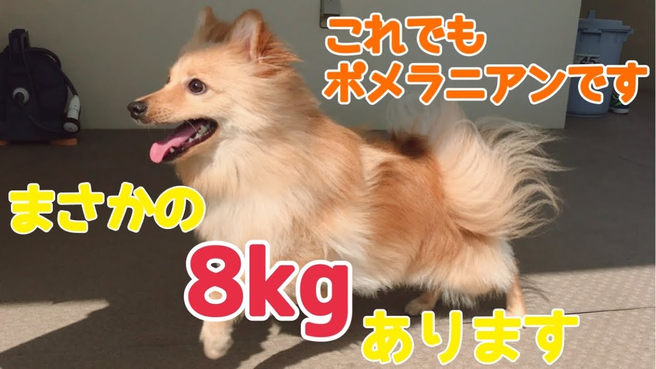 [デカポメ]8kgのデカポメラニアン、くうです！僕のこともっと知ってね！