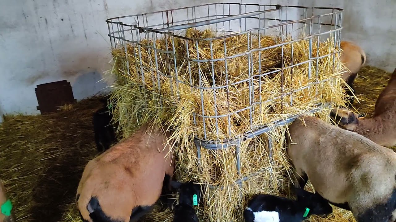Breeding Losses, First Lamb 100% Dorper, New Sheep #93