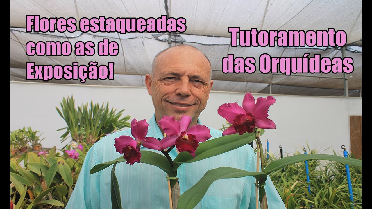 Flores Estaqueadas como as de EXPOSIÇÃO! - Tutoramento das Orquídeas