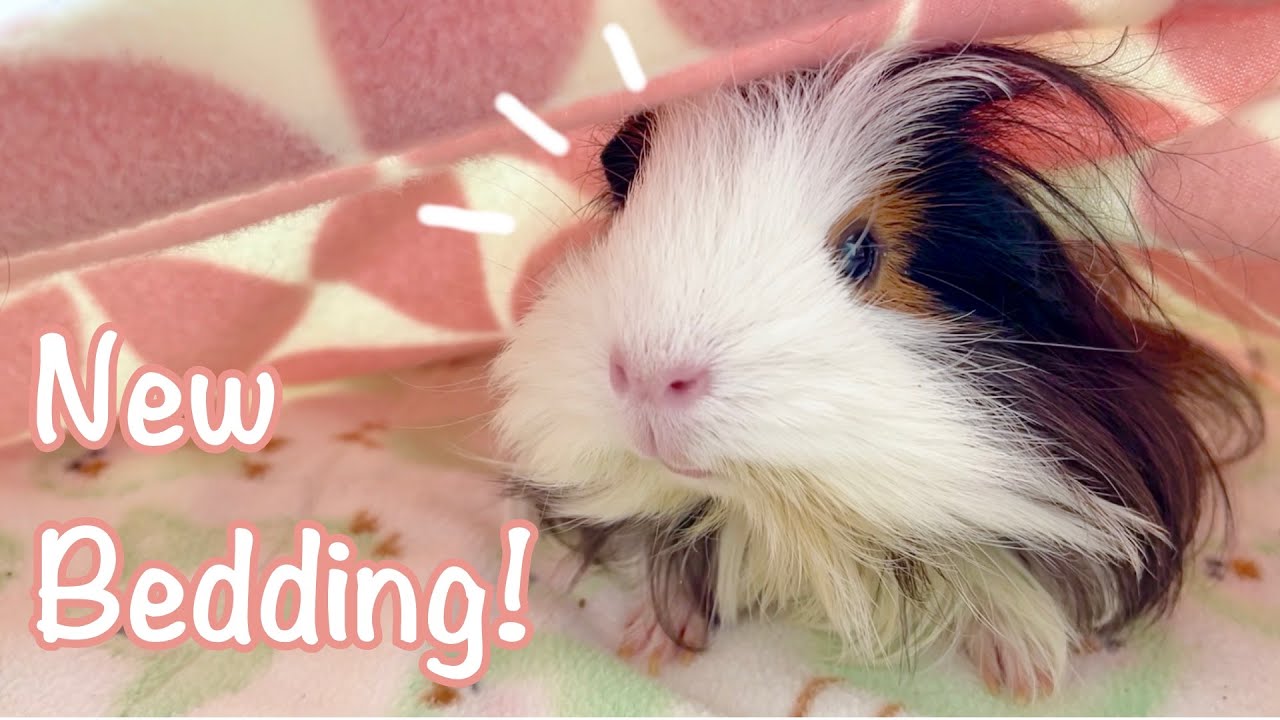 Testing GuineaDad PREMIUM Bedding - First Impressions!
